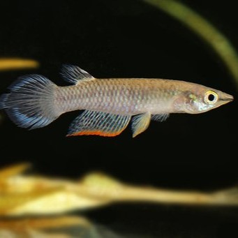 Aplocheilus panchax L